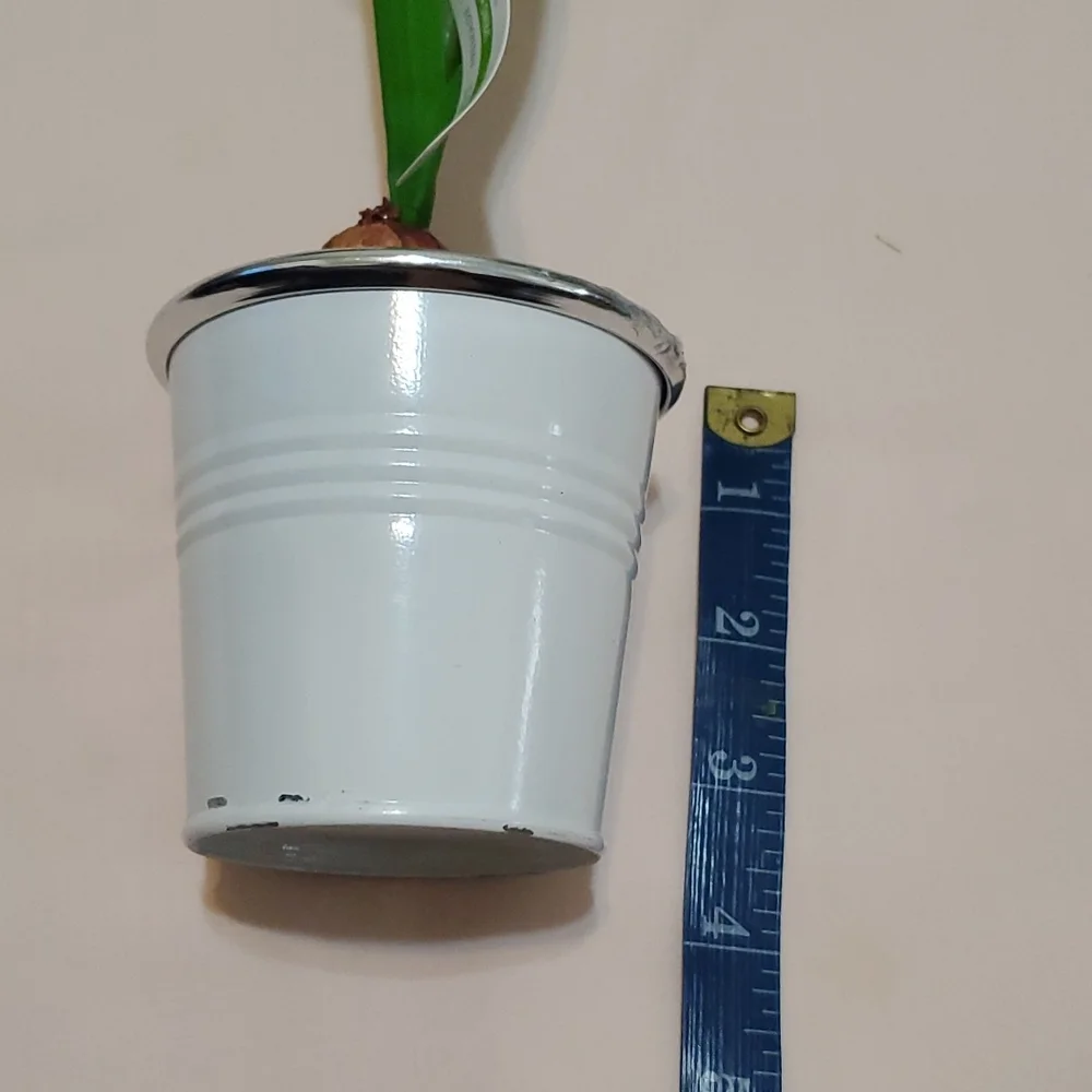 3 Faux Potted White Tulip Bulbs